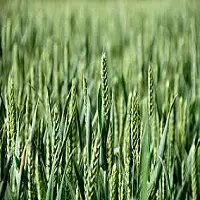 Pro Green Boron - Highly Concentrated Fertilizer