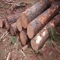 Wood Log