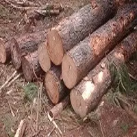 Wood Log