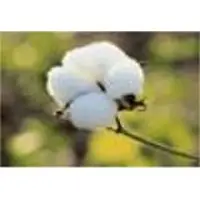 High grade quality pakistan cotton