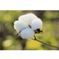 Cotton