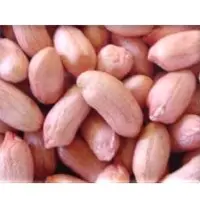 Groundnut