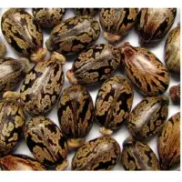 Castor Seed