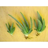 Aloe Vera Baby Plant
