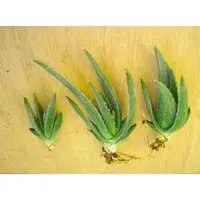 Aloe Vera Baby Plant