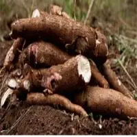 Cassava