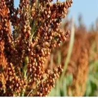 Sorghum