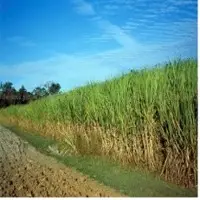 Sugar Cane