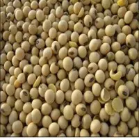 Soy Bean
