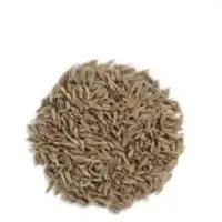Cumin Seeds