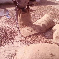 Processed Cashew, Cashew Kernel