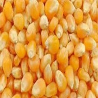 Maize