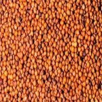 Ragi