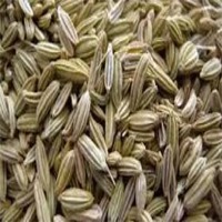 Fennel Seed
