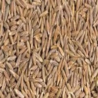 Cumin Seed