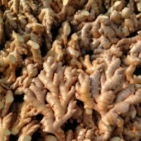 Dry Ginger