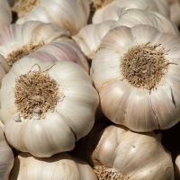 Ooty Garlic