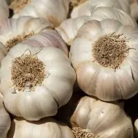 Ooty Garlic