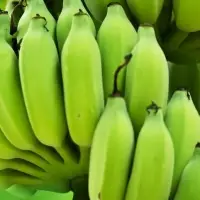 Bananas