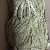 Millet Spray