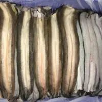 Fillet Eel Anguilla