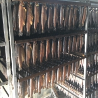 Trout Fish