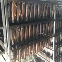 Trout Fish