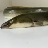 Live Eel Anguilla Anguilla