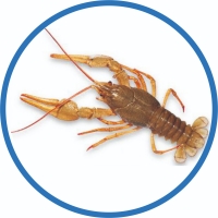 Live Crayfish