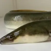Live Eel Anguilla
