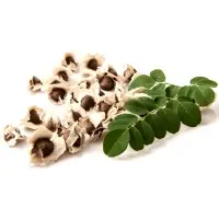 Moringa Seeds