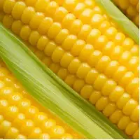 Yellow Maize