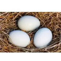 Chicken Eggs