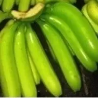 Cavendish Banana