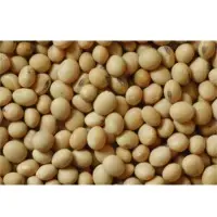 Soybean