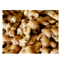 Ginger