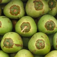 Tender Coconut