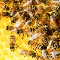 Stingless Honey