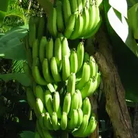 Plantains (Curry Banana)
