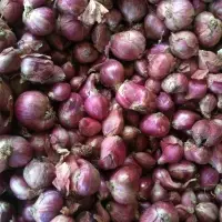 Shallot (Small Onion)