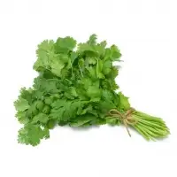 Coriander Leaves