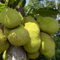Jack Fruit