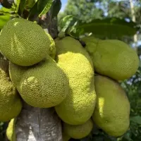 Jack Fruit