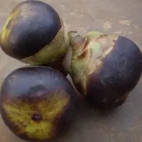 Palmyra Fruit