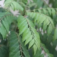 Curry Leaves