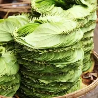 Betel Leaves