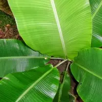 Banana Leaves