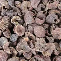 Areca Nuts