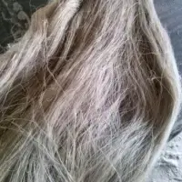 Scutched Flax Fiber