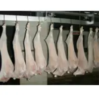 Goat Carcass
